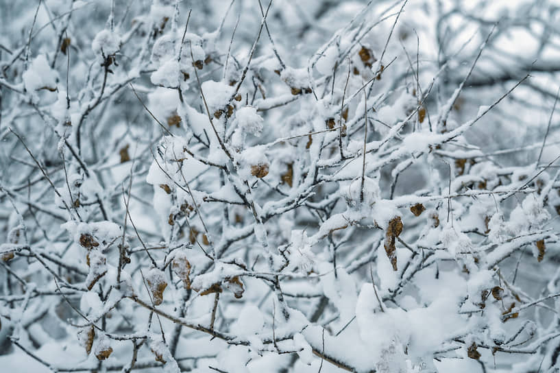 Кумженская роща в снегу.