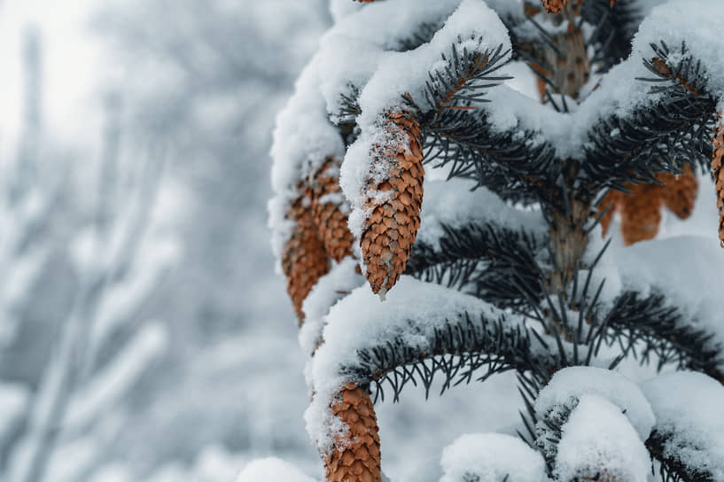 Кумженская роща в снегу.