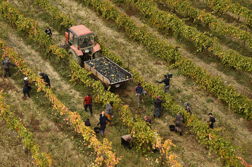 В течение пяти лет донские хозяйства планируют увеличить площади плодоносящих виноградников почти вдвое — до 3 тысяч га