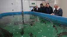 На Дону разработают стратегию развития водных биоресурсов в бассейне Азовского моря