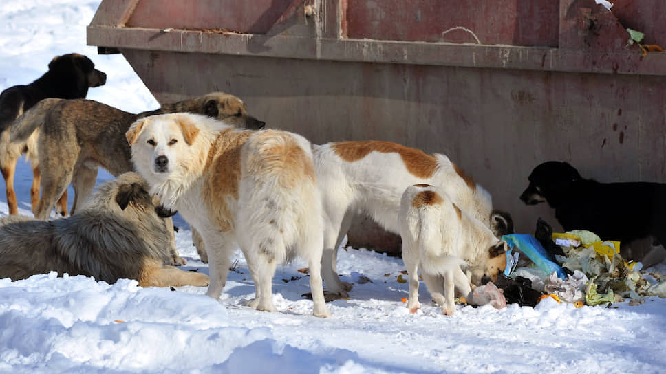 Зоозащитники считают, что закону об отлове бездомных собак необходимо полноценное общественное обсуждение