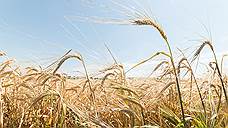 Более 2,2 млн т зерна собрано в Самарской области