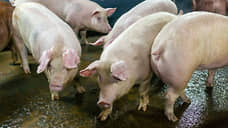 Минсельхоз и минфин Самарской области не смогли оспорить взыскание 186 млн рублей за гибель свиней
