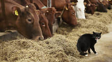 В Самарской области введен карантин по лейкозу крупного рогатого скота
