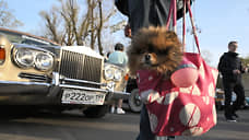 В Оренбуржье владельцев собак могут обязать регистрировать своих животных