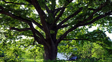 В Кинельском районе задержан подозреваемый в вырубке дубов