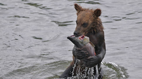 Спасенного из подвала медвежонка передали в Ульяновский зоопарк