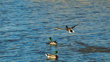 В Самаре расчистили озера Старицы Дубовый Ерик в микрорайоне «Волгарь»