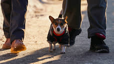 Депутаты одобрили закон о регистрации домашних животных в Самарской области