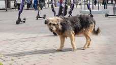 В Самарской области запретили кормить бездомных животных на набережных