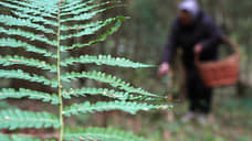 В Оренбуржье спасли заблудившегося грибника