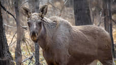 В Оренбургской области в ДТП с автомобилем погиб лось