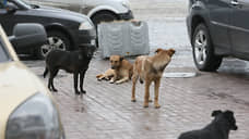 Глава СКР затребовал доклад по делу о нападении собак на жительницу Тольятти