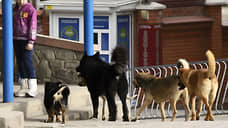 Глава СКР заинтересовался проверкой по информации о нападении собак на жительницу Оренбурга