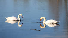 В Ульяновской области спасают отставших краснокнижных лебедей