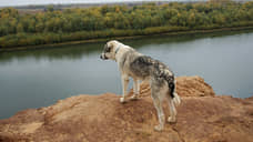 В Чапаевске с администрации взыскали 40 тысяч рублей ребенку, пострадавшему от укуса собаки