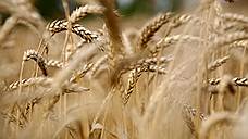 Производитель зерновых культур из Самарской области получил поддержку Корпорации МСП