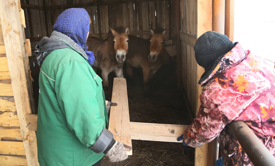 Лошади Пржевальского в загоне.