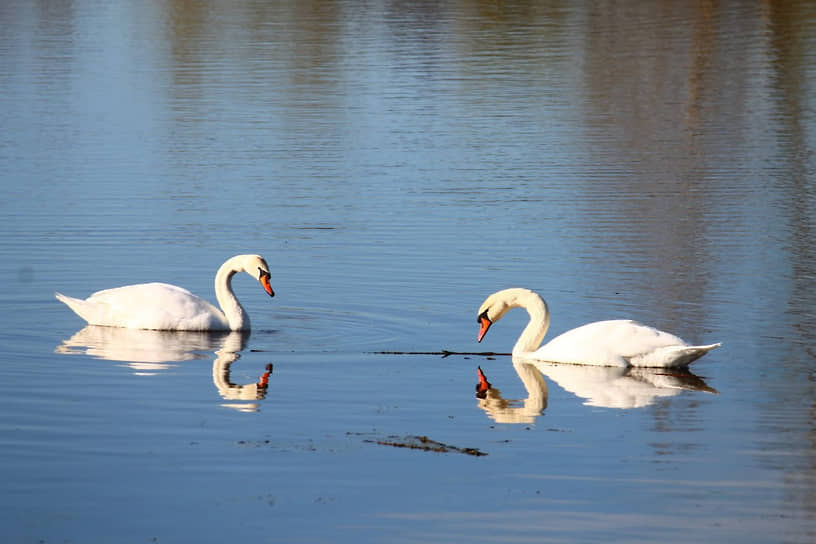 Шолмовское озеро облюбовали краснокнижные лебеди-шипуны