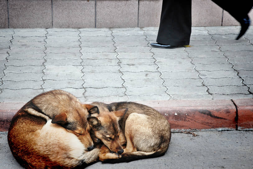 В Общественной палате заявляют, что недофинансирование ОСВВ приведет к росту численности безнадзорных животных и печальным последствиям