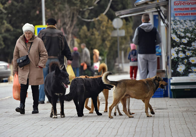 Суд пришел к выводу, что Евгений Макридин был в курсе жалоб на укусы безнадзорных животных, но не организовал работу по отлову бездомных собак.