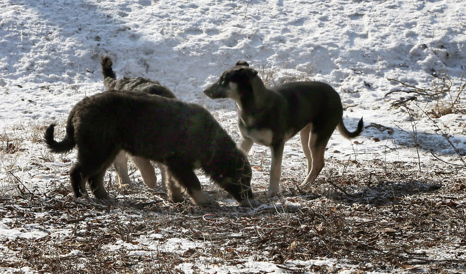 В Астраханской области растет число жалоб на укусы бродячих собак