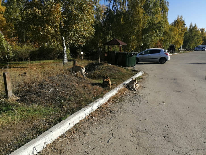 Планы передачи «Кумысной поляны» на баланс Саратова появились осенью прошлого года