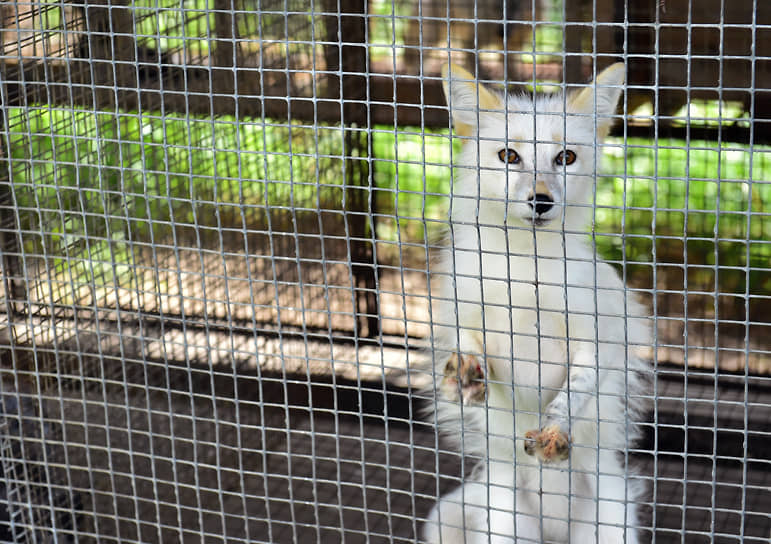 Из-за лисы в рехабе прошлым летом в Саратове ввели карантин по бешенству