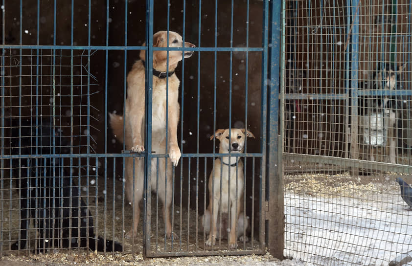 Депутаты предложили критерий для пожизненного содержания собак в приюте