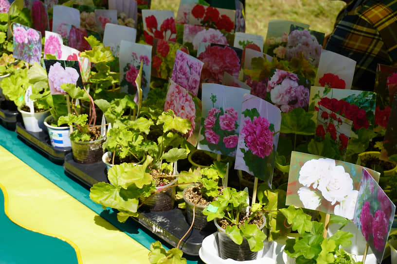 На территории лермонтовского фестиваля в Таранах посетителям представили не только товары народных мастеров, но и цветы
