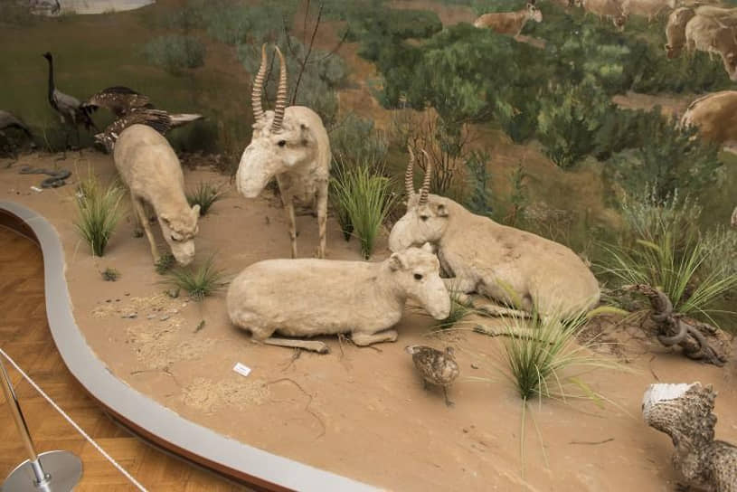В музее представлена выставка вымирающего вида животных