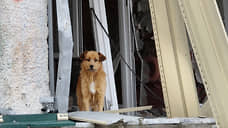 Собачья жизнь