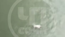 Полиция Сочи проверяет видео с утоплением кошки пенсионером