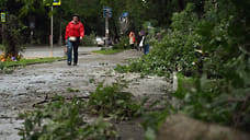 После ночной непогоды в Сочи повалило шесть деревьев