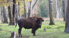 В Сочи готовят передачу зубров в Абхазию