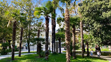 В Сочи на компенсационное озеленение предусмотрели 400 млн рублей