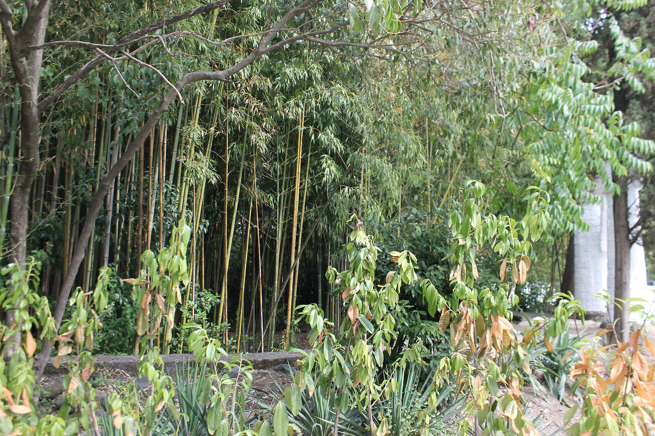 А еще здесь растет трава — бамбук