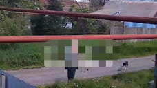 На Ставрополье полиция проверяет инцидент с расстрелом щенка