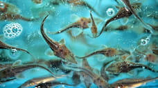 В Дагестане форелевая ферма выйдет на полную проектную мощность к 2028 году