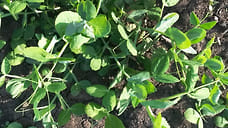 На Ставрополье впервые высадят зимующий горох