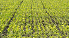 Аграрии Ставропольского края застраховали почти 900 тысяч гектаров озимых и яровых