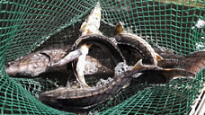 В Дагестане изъяли 130 килограммов краснокнижных рыб на 7 млн рублей