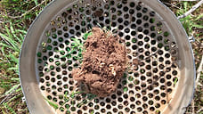 Патогены гнили угрожают семенам озимых на Ставрополье