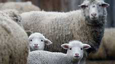 Кабардино-Балкария увеличила производство продукции АПК на 5,5% за 9 месяцев