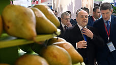 На Ставрополье количество производителей плодов, ягод и специй выросло на 12,3%