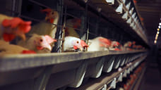 В КБР увеличили производство мяса птицы на 15%