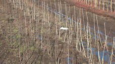 В КБР апробировали 22 млн саженцев плодовых культур