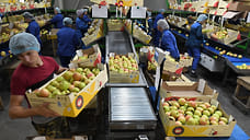 Урожай яблок на Ставрополье упал на 16% из-за весенних заморозков
