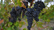 Дагестан вышел на второе место по сбору винограда в России