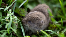 Грызунов нашли почти на половине сельхозземель на Ставрополье